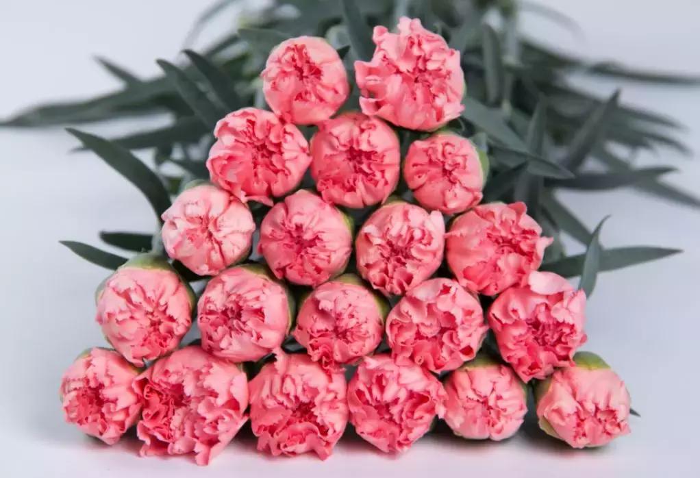 最美母亲节完整版,最美康乃馨母亲节