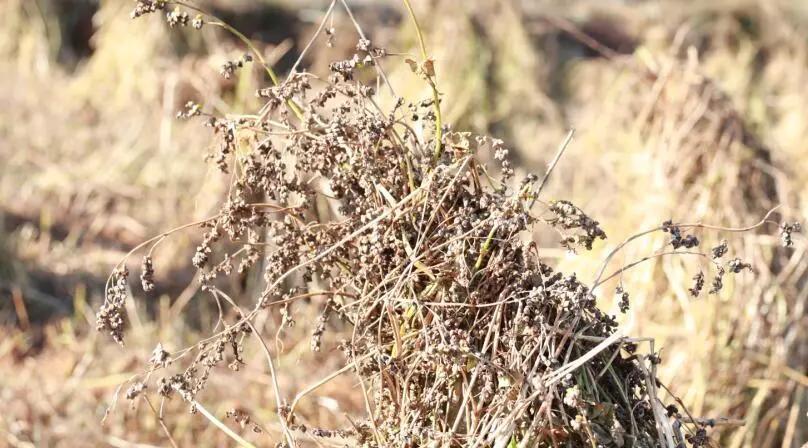 黑珍珠黑苦荞茶四川大凉山荞麦茶,威宁黑苦荞胚芽茶
