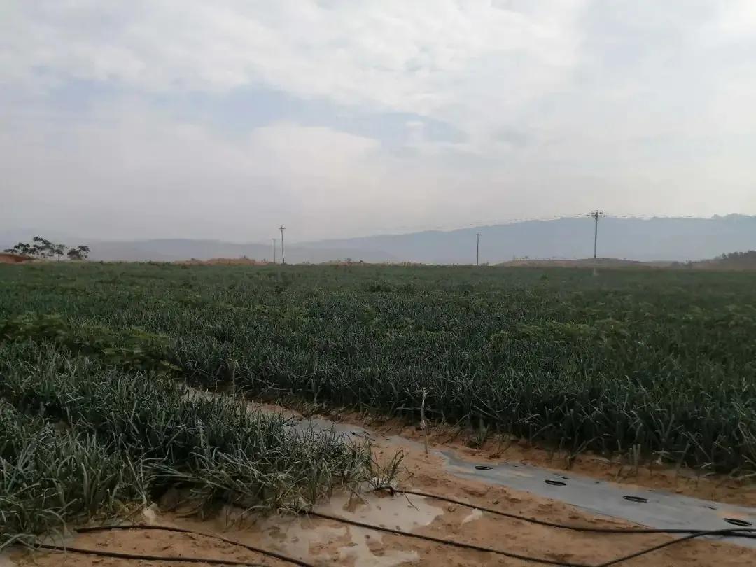 公益林毁坏如何处理,关于林地被破坏的情况通报