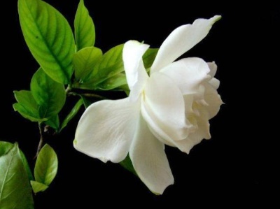 栀子花养护方法注意事项,栀子花怎么养护和注意事项