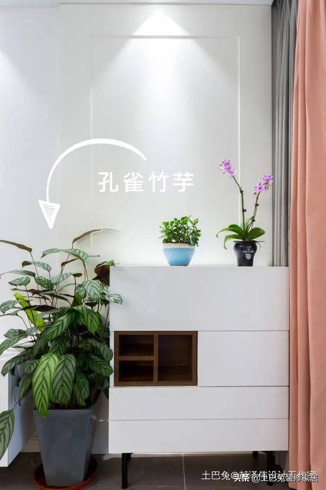 十款居家可养的植物,招财又好养的植物