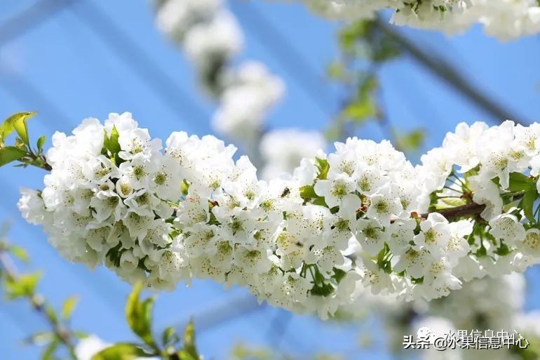 卖樱桃8块一斤十五块两斤的视频,一斤樱桃多少钱