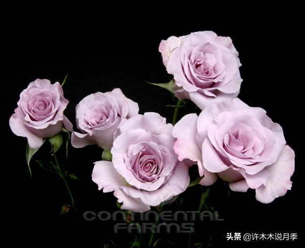 月季烂根的补救办法,月季烂根是什么原因