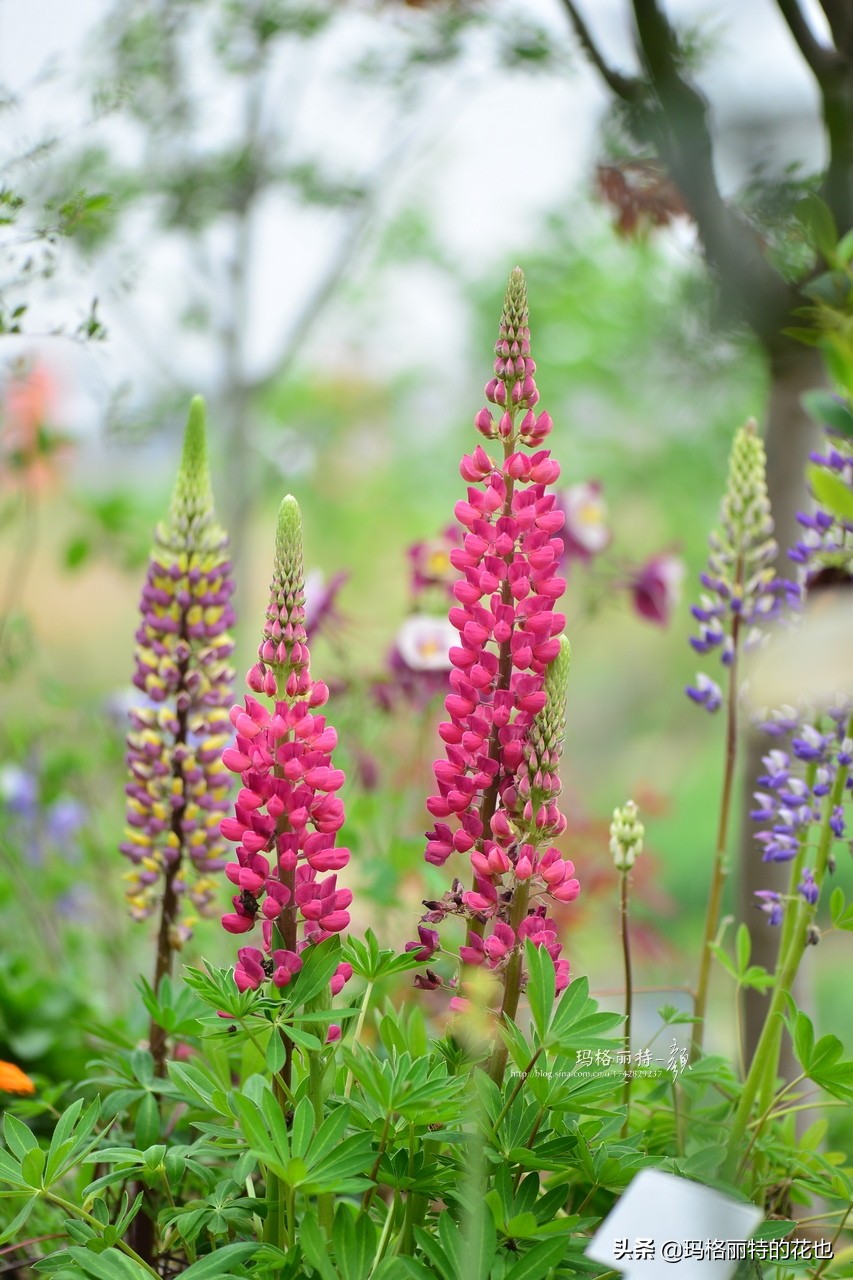 花园里四季常青的树,花园里四季都绿的植物