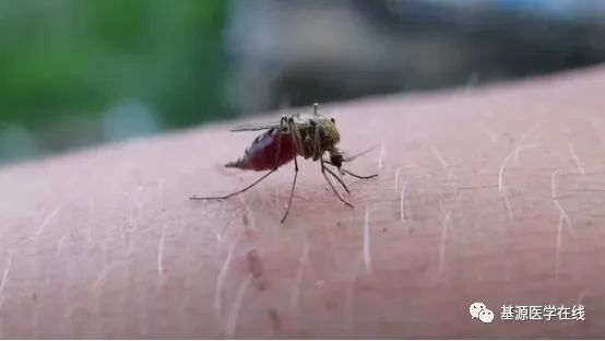 被蚊虫叮咬后需注意预防虫咬皮炎,蚊虫叮咬的皮炎是什么症状