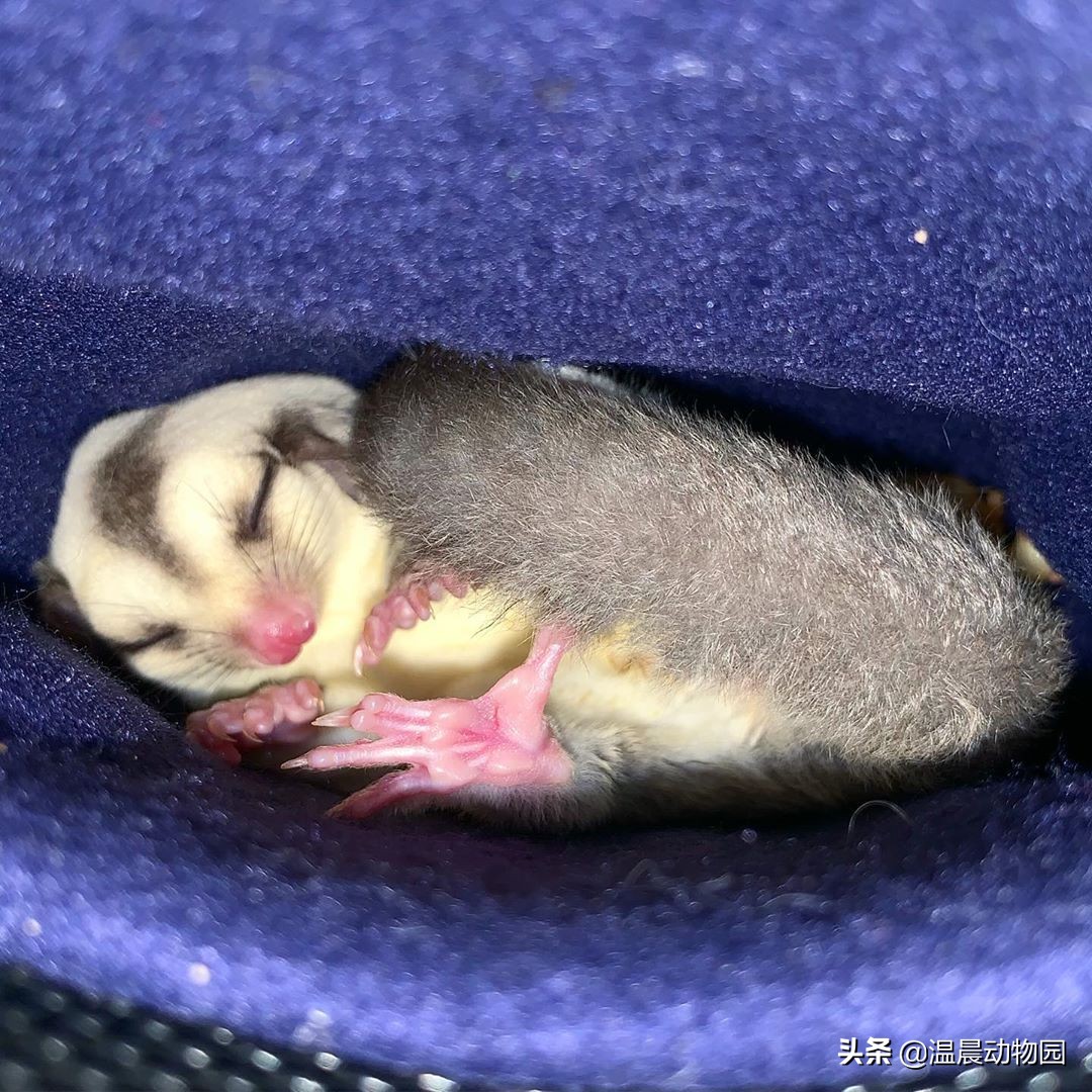 为什么蜜袋鼯一到晚上就怕人,蜜袋鼯刚到家贼凶