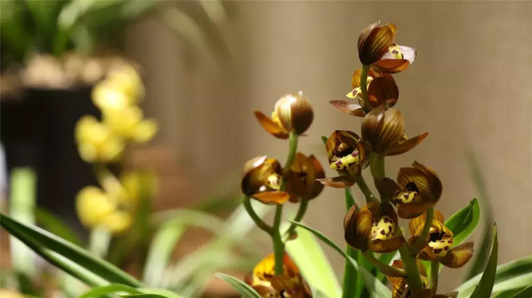 美美美！海淀这个地儿，万株兰花惊艳来袭，你招架的住吗？