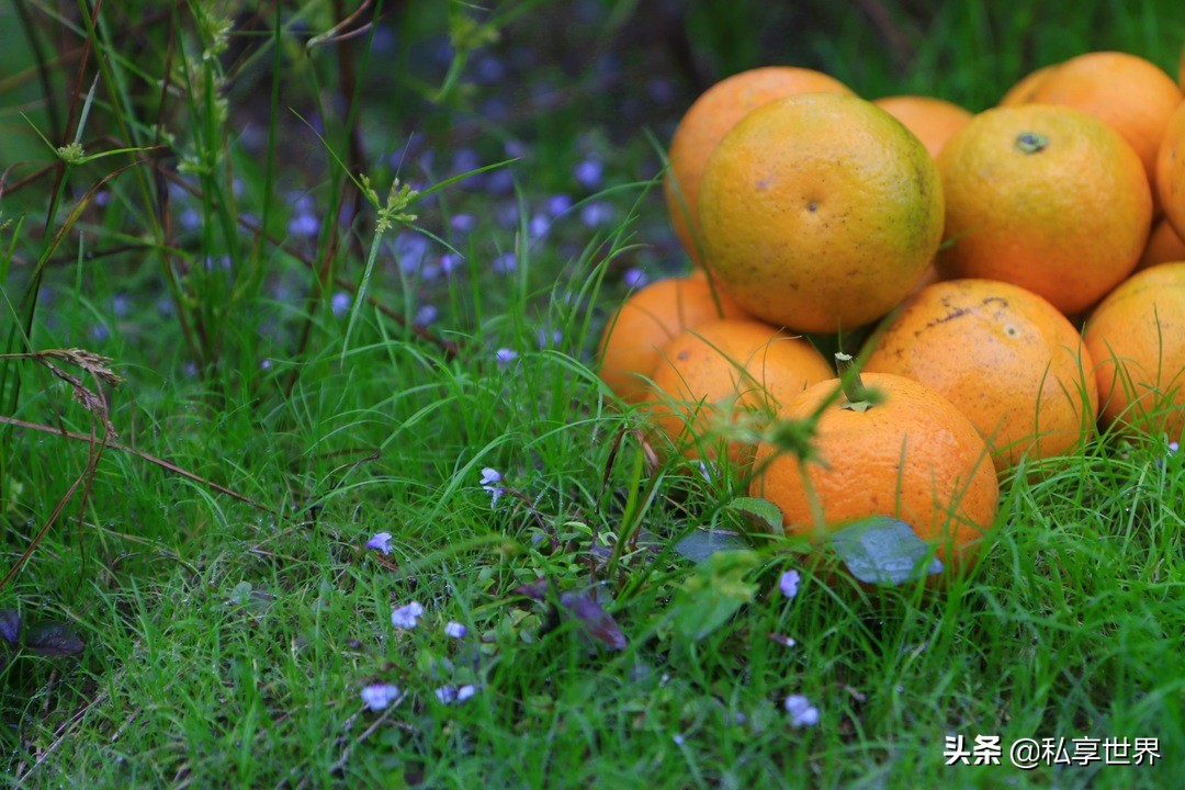 现在哪里的橙子最好吃,全国哪些地方的橙子好吃水分多