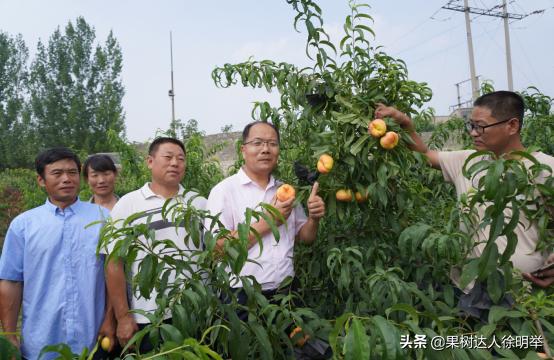 又到了一年的种植桃树的季节,一年桃树5月份修剪的正确方法