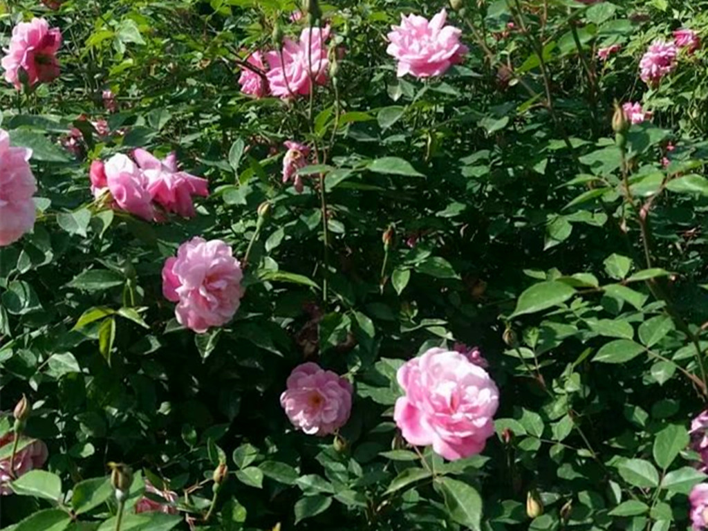 月季什么品种四季开花又香最好,四季开花的中国古老月季品种