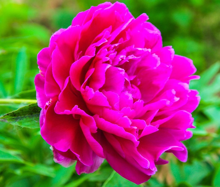 大家在养护牡丹花的时候，叶片出现发黄怎么处理，锋哥给你解读