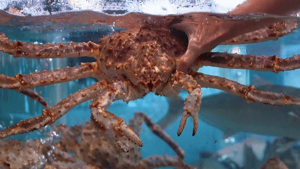 驶入厚街的「海鲜巨舰」,秋日鲜味来袭