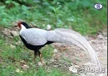 中药药材大全及功效,补肾中药大全及功效