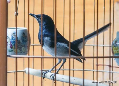 饲养宠物鸟需要什么技术,养殖鸟的一般怎么喂幼鸟