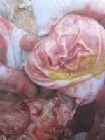 猪瘟和弓形体病的区别在哪里,各种猪病解剖诊断图非瘟