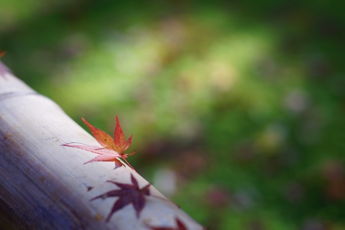 京都赏枫2022,京都赏枫必去景点有哪些好玩的