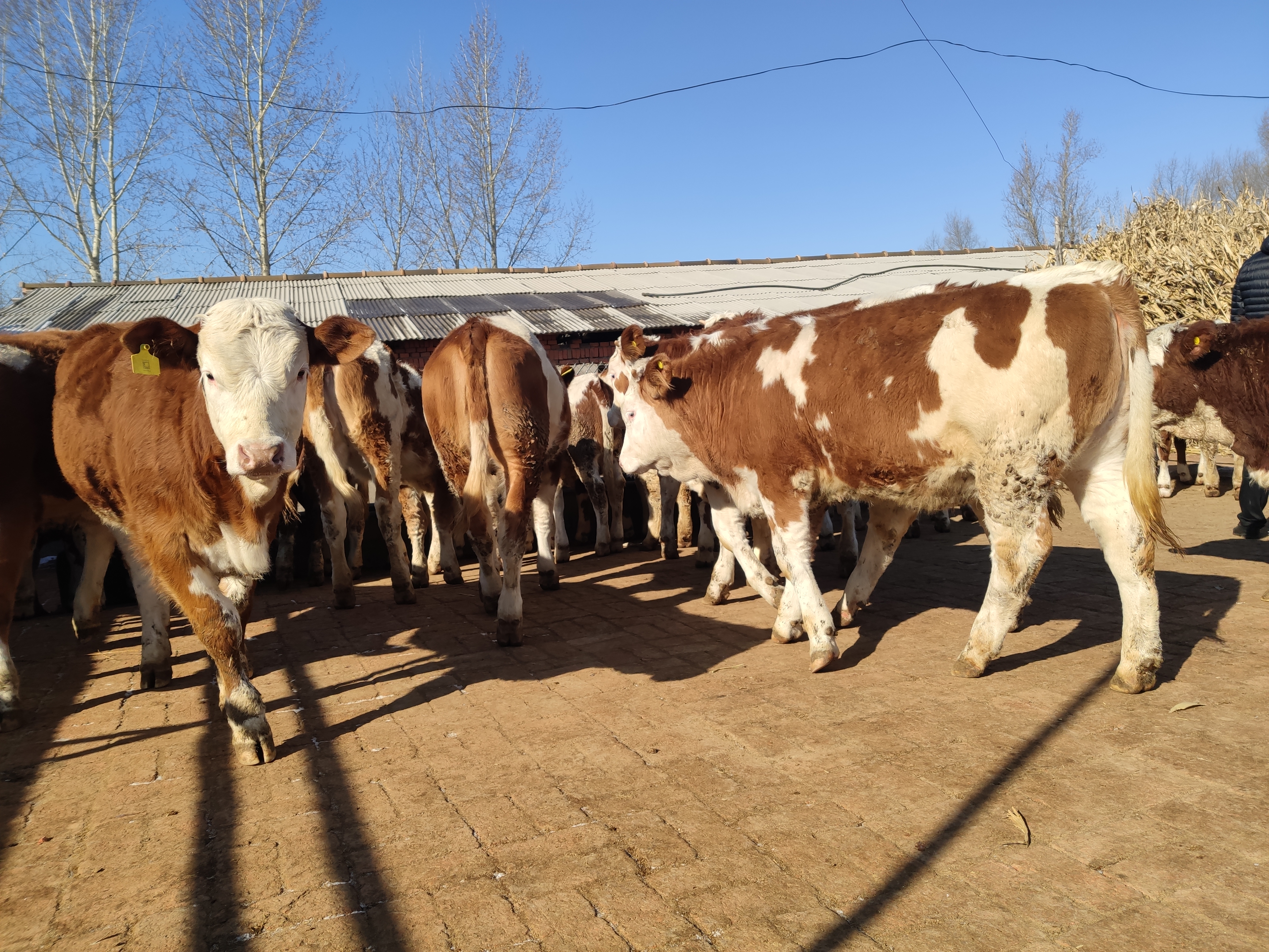 养牛风险大吗赚钱吗,养牛风险高吗