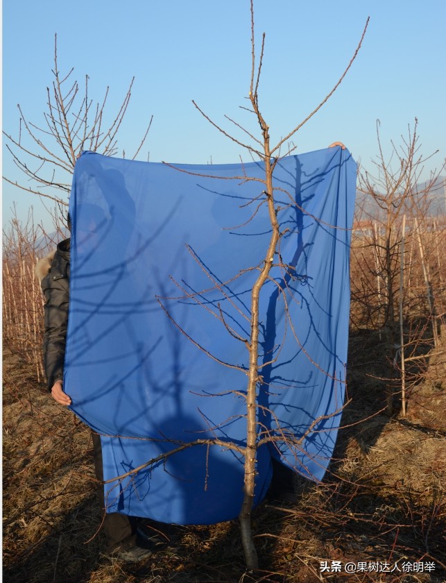 主干形桃树夏季桃树怎么修剪,桃树y形修剪管理技术