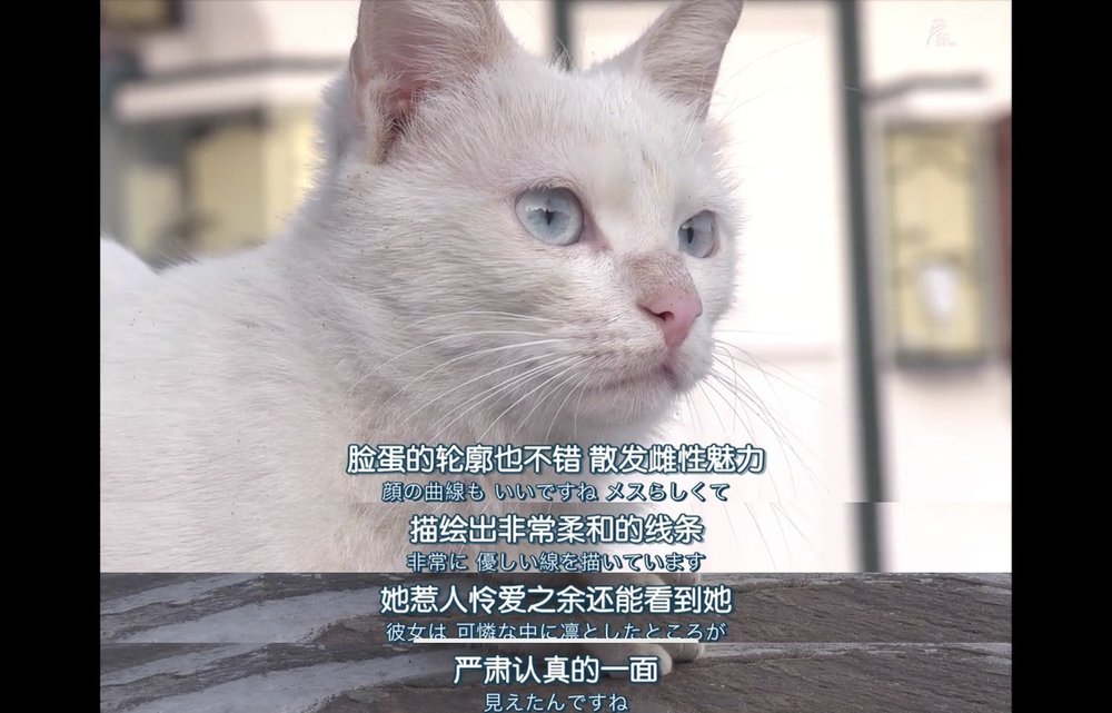 吸猫最高境界图片,吸猫最高境界完整视频