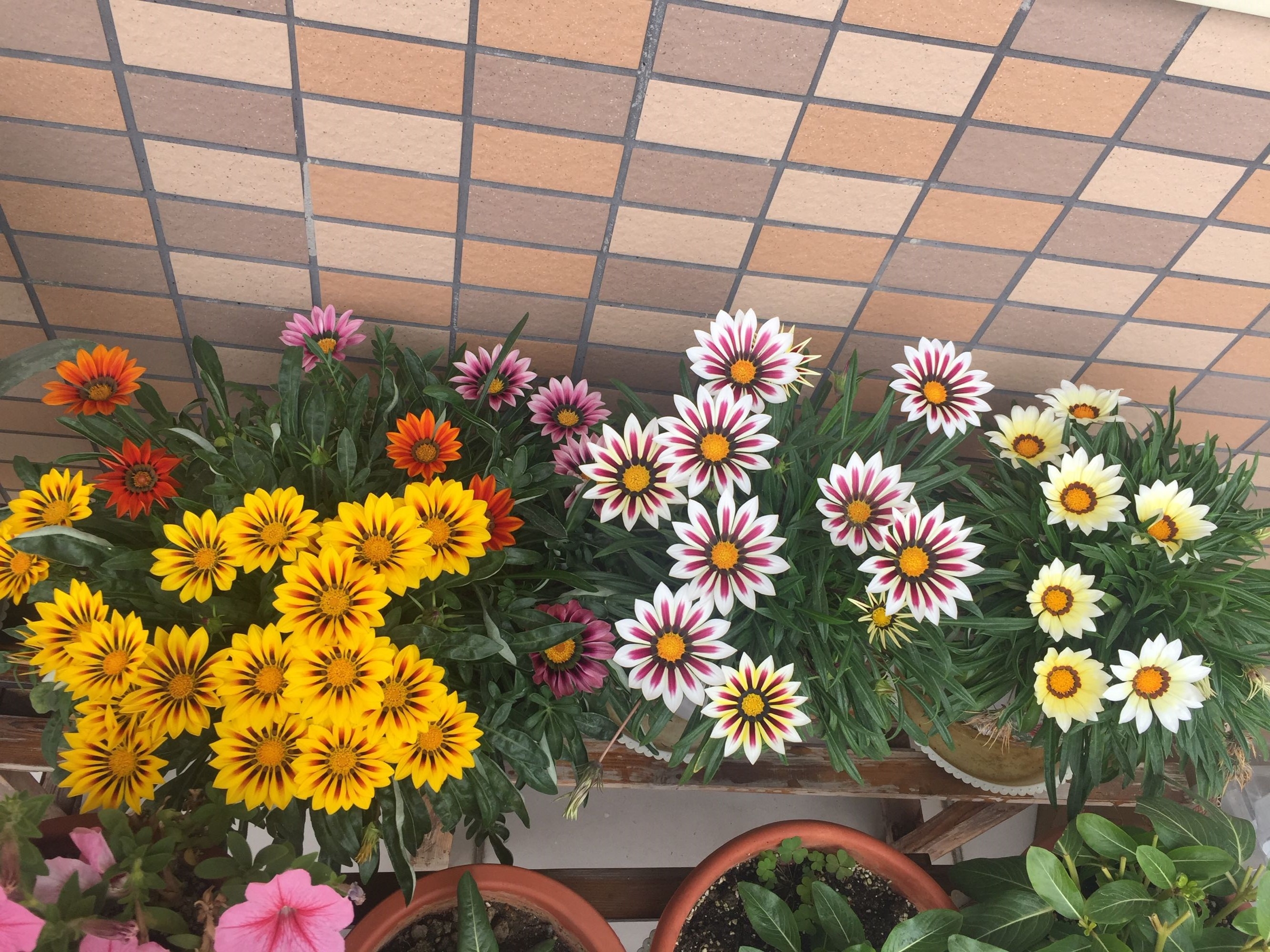 勋章菊怎么养才能爆盆,勋章菊怎么养花