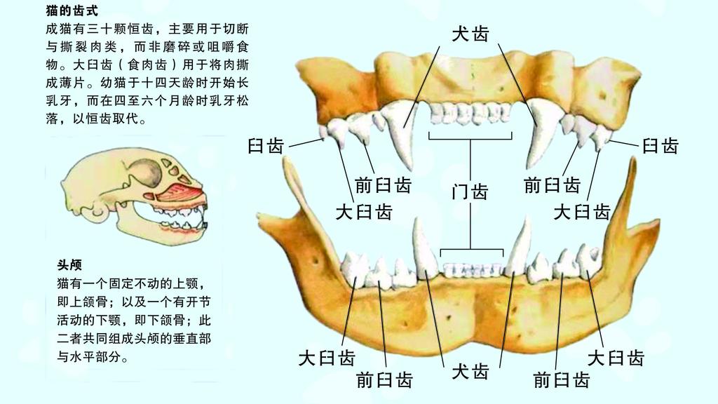 猫咬手怎么纠正不长记性,猫咬手说明什么怎么训练制止
