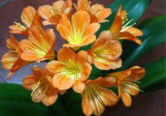 这4种绿植一定要养,四种最好养的盆景树