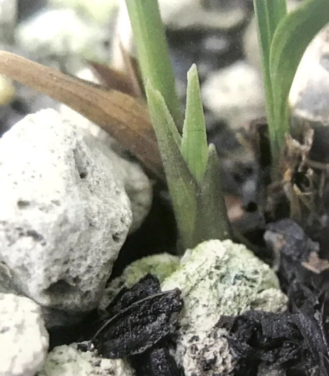 兰花猎人选兰从细节入手,一高兴说出了春兰看芽赌草的奥妙之处