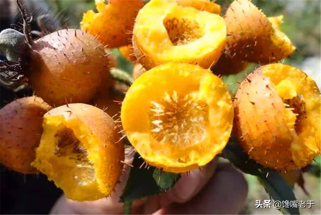 绔嬬鍚庣殑娌欐紶瑗跨摐,鍏ョ鍚庣殑瑗跨摐鑳戒笉鑳藉悆