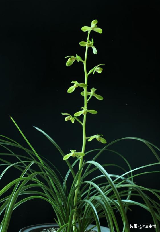 老上海兰花怎么挑选,每日一品中国兰花春兰