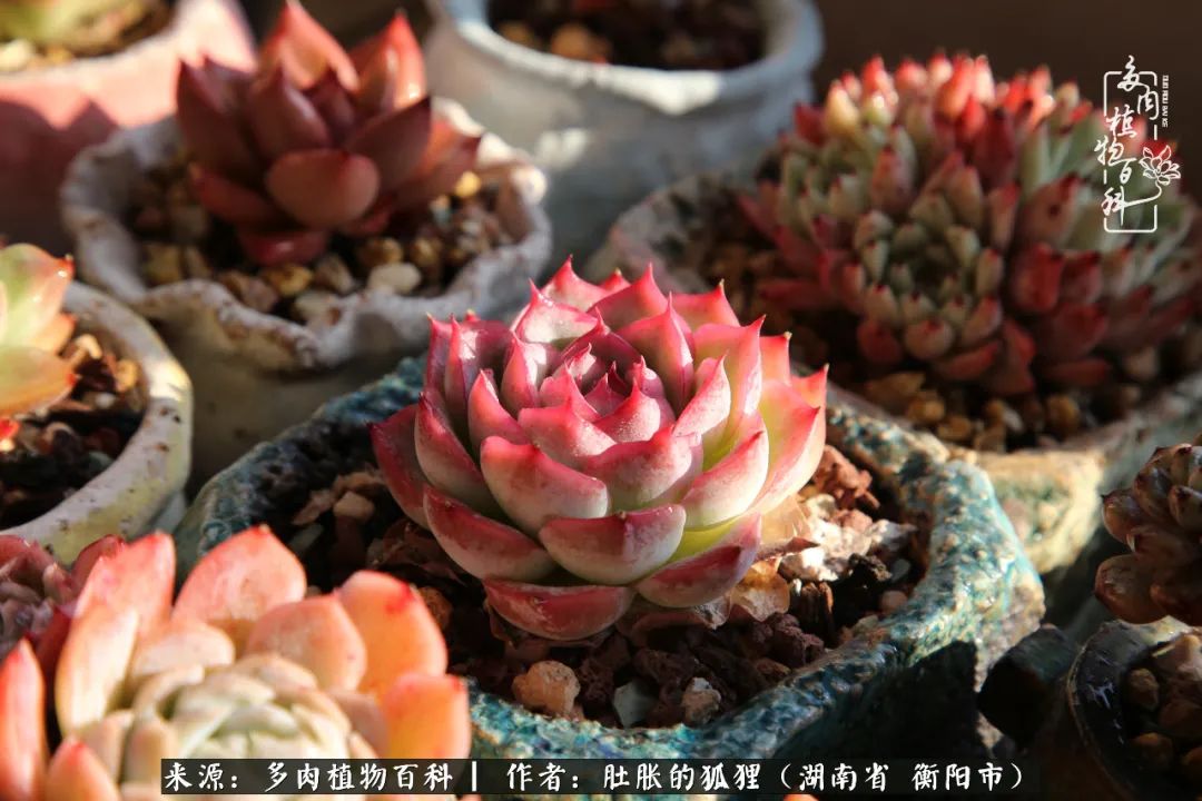 多肉用大盆养好还是用小盆养,多肉用石子养好还是用土养好