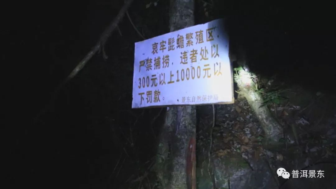 夜访哀牢山怪物，长相吓人叫声恐怖！