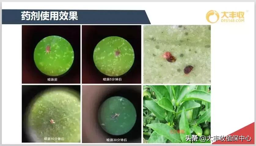 红蜘蛛物理防治妙招,红蜘蛛和壁锈虱打什么药