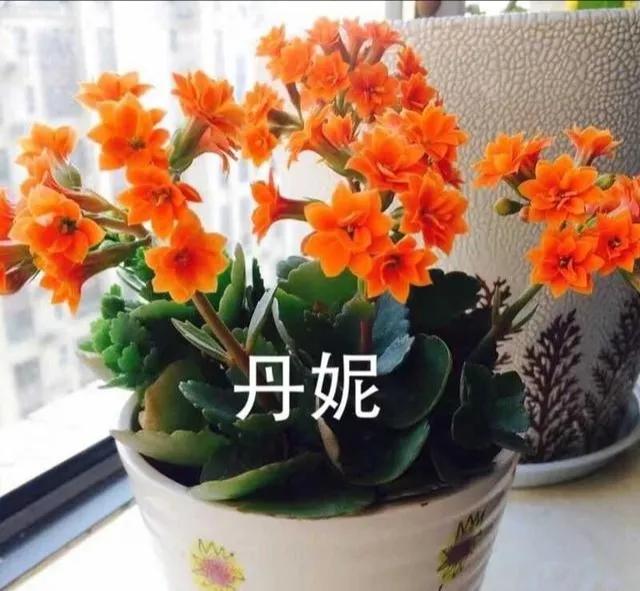 长寿花单瓣品种大全,长寿花100种颜色图片