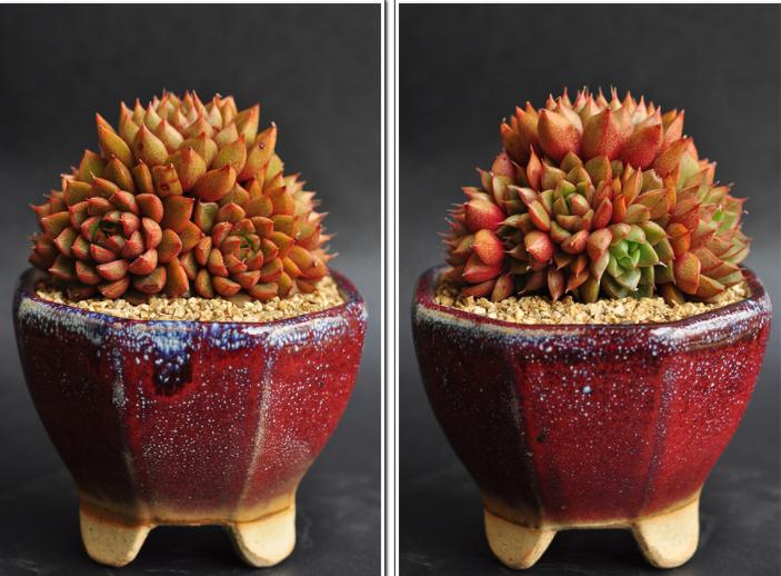 多肉公主艺术造型,韩国画多肉的女孩