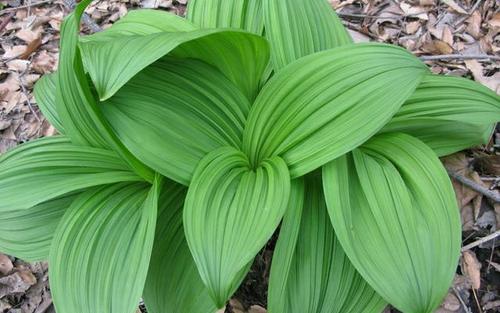 与藜芦相似的植物,藜芦植物
