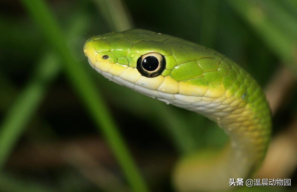 宠物蛇出现拒食现象有这五个原因，严重程度可大可小，但不能忽略