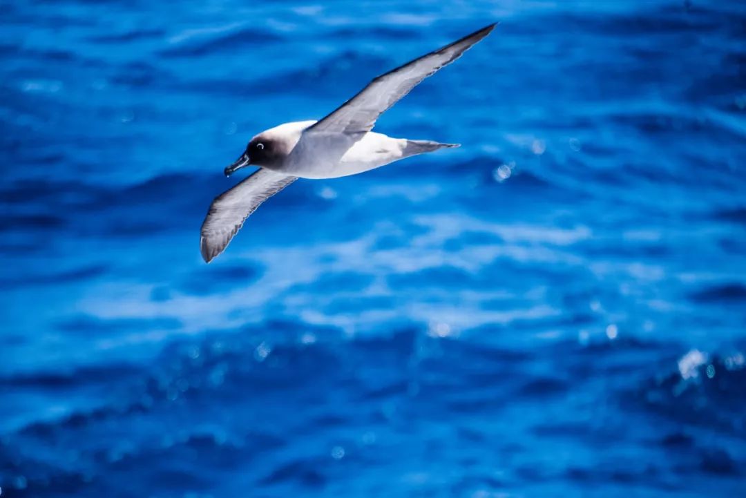 南极从哪里来的最多,南极从哪里开始到哪里结束