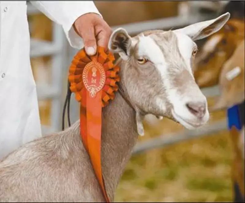 涓栫晫濂堕叒閲戝,涓栫晫濂堕叒澶ц禌钀藉箷