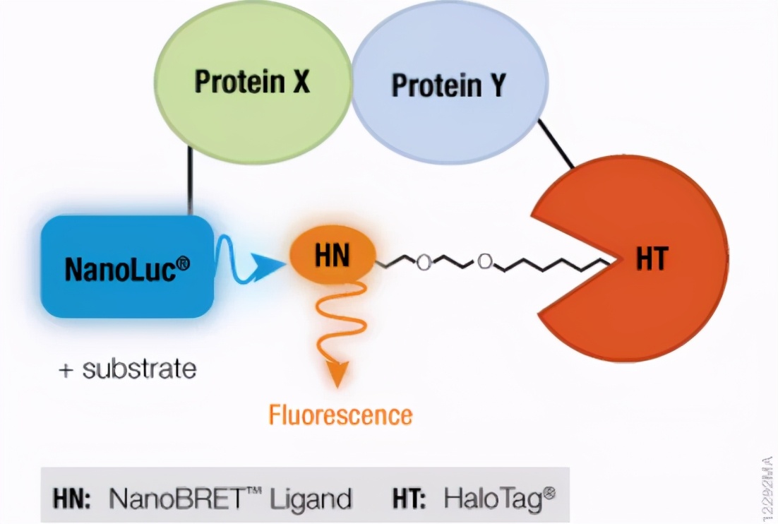 保诺—桑迪亚搭建PROTAC研发平台，为成药性助力