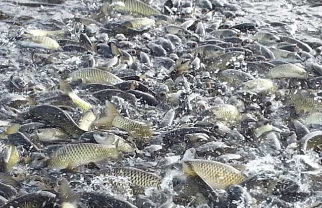 高温天气草鱼死亡怎么回事,高温季草鱼如何运输