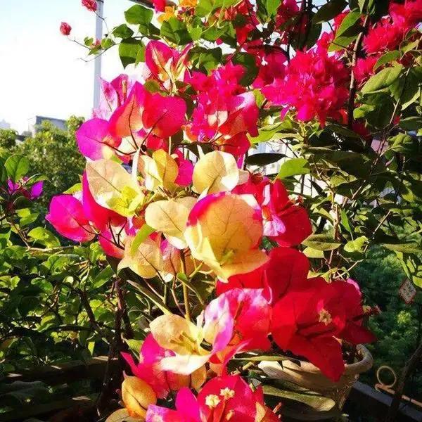 2021年大火的10个三角梅品种,图名并茂欢迎认领,看有无你喜欢的