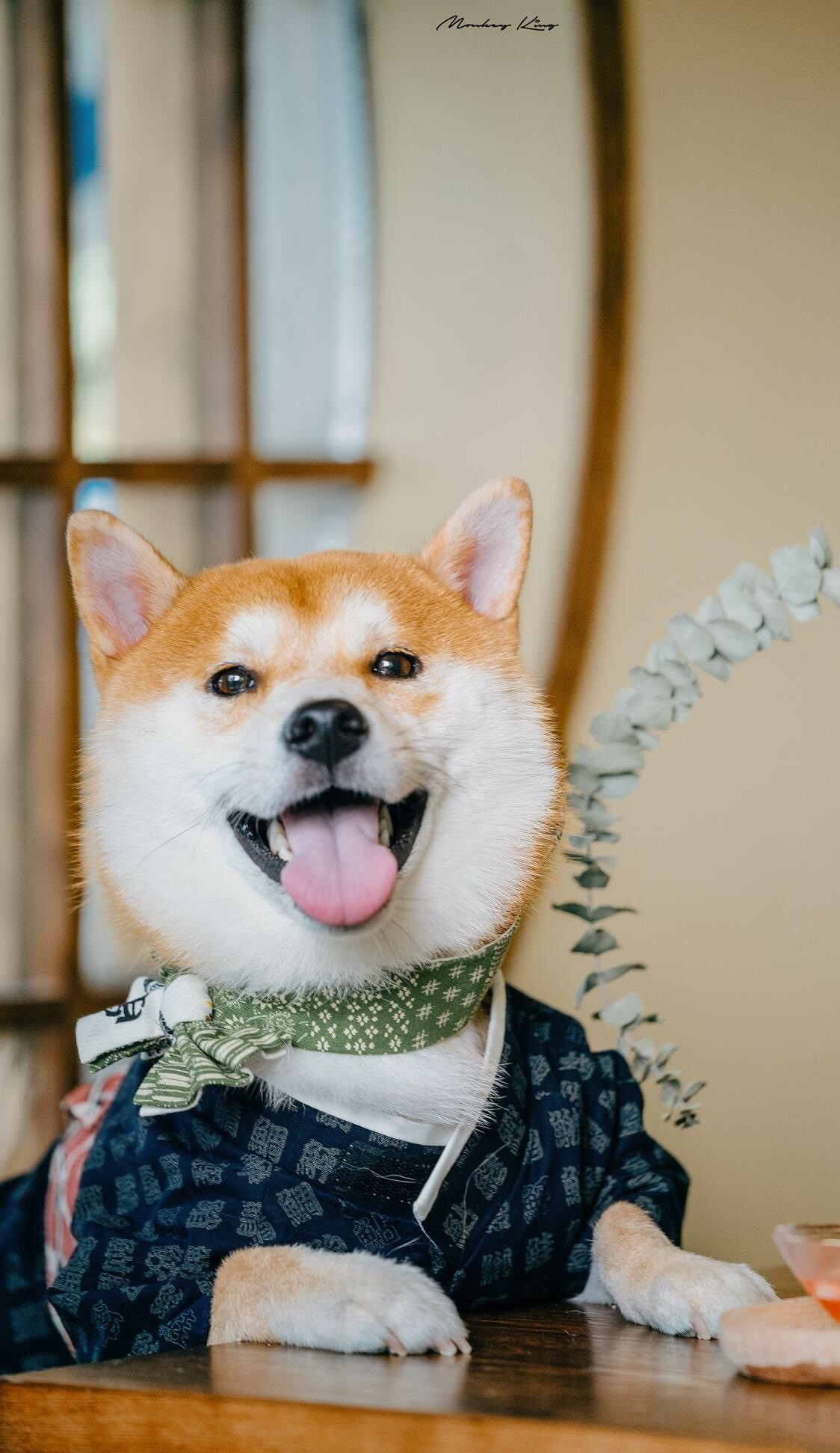 拼爹爹上500块钱买到一只豆柴,赚了还是赔了?