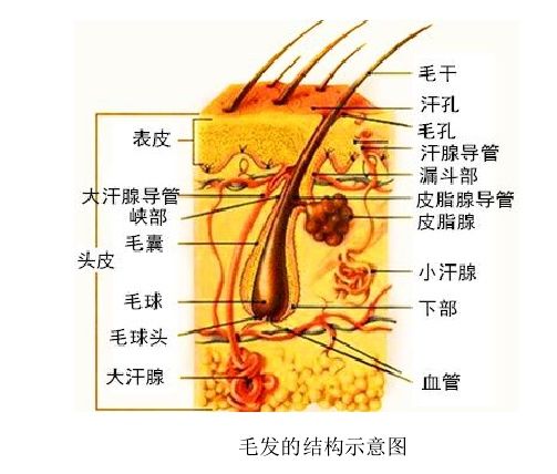 乳腺癌患者是怎么染发的,乳腺癌如何预防淋巴水肿