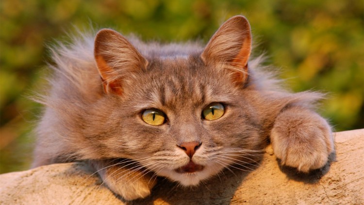 如何向猫咪表达爱意,如何向猫咪表达友善的叫声