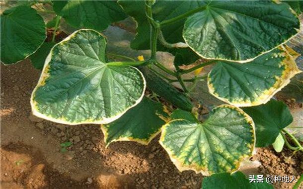 蔬菜用鸡粪烧苗补救最好方法,蔬菜烧叶是什么原因