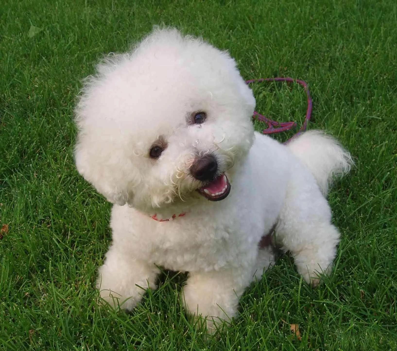 哪些狗狗适合新手养小型犬,最适合新手养的狗狗