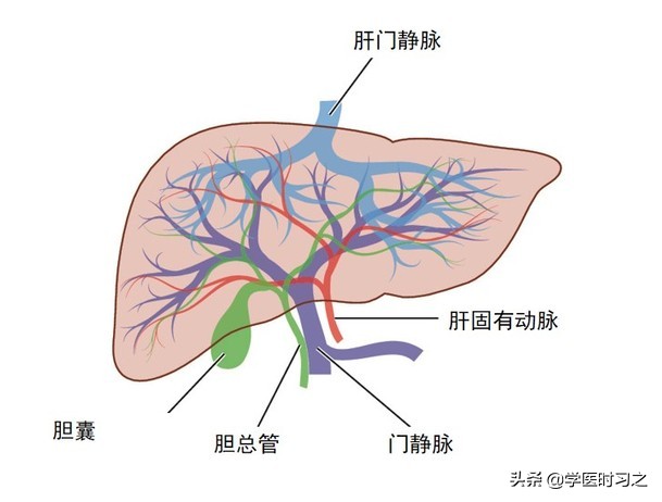 食物变成便便的过程是什么过程,食物变成大便的全过程
