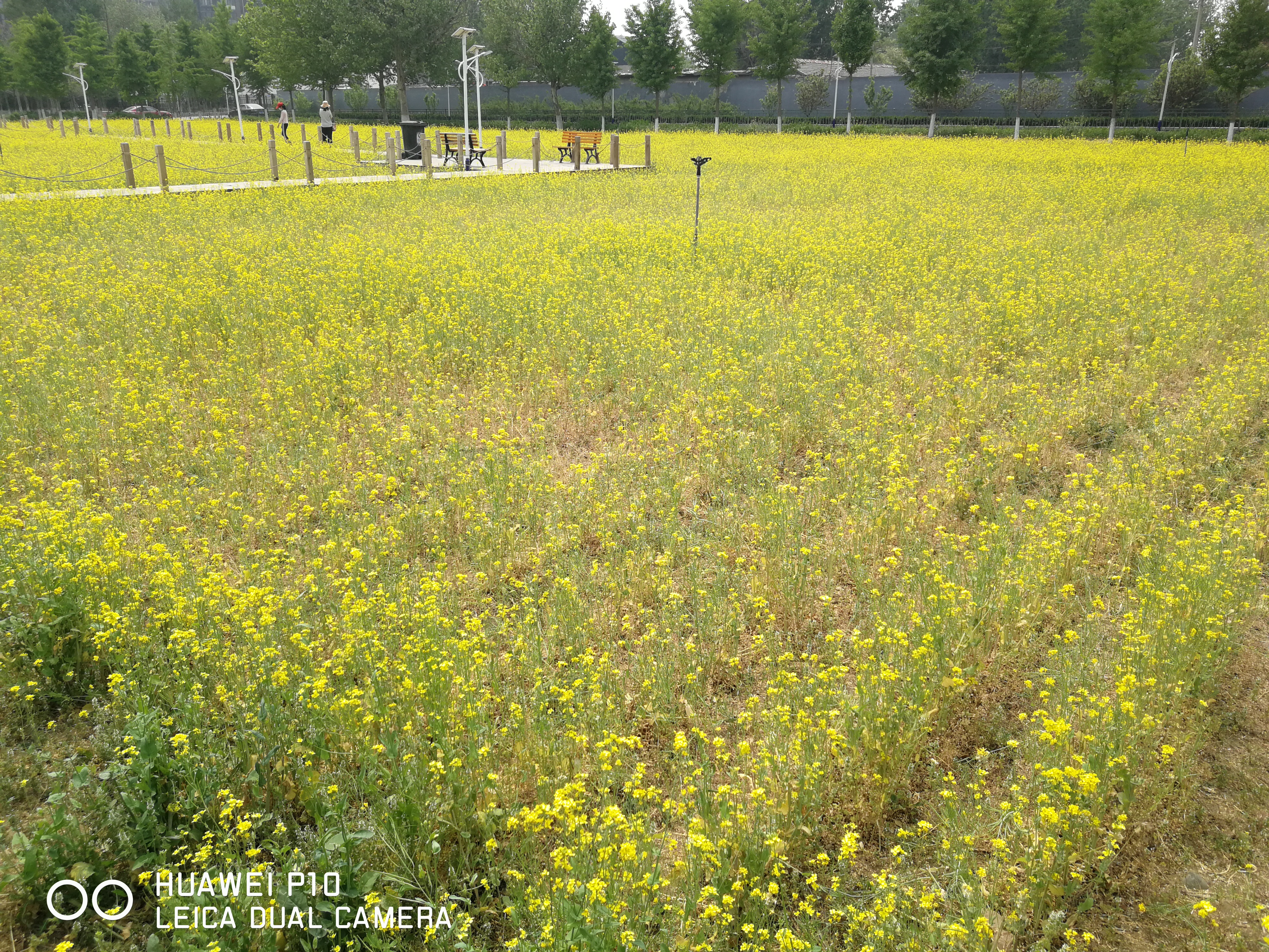 北京油菜花田风景,北京田村油菜花海全攻略