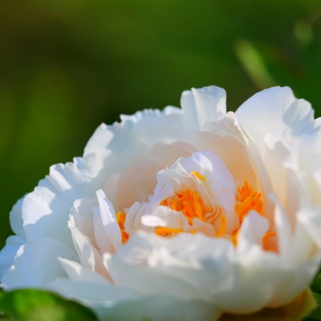 历史上最喜欢的国花,哪几种中国国花搭配好看