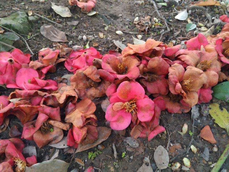 林逋隐居西湖孤山,林逋隐居杭州孤山阅读答案